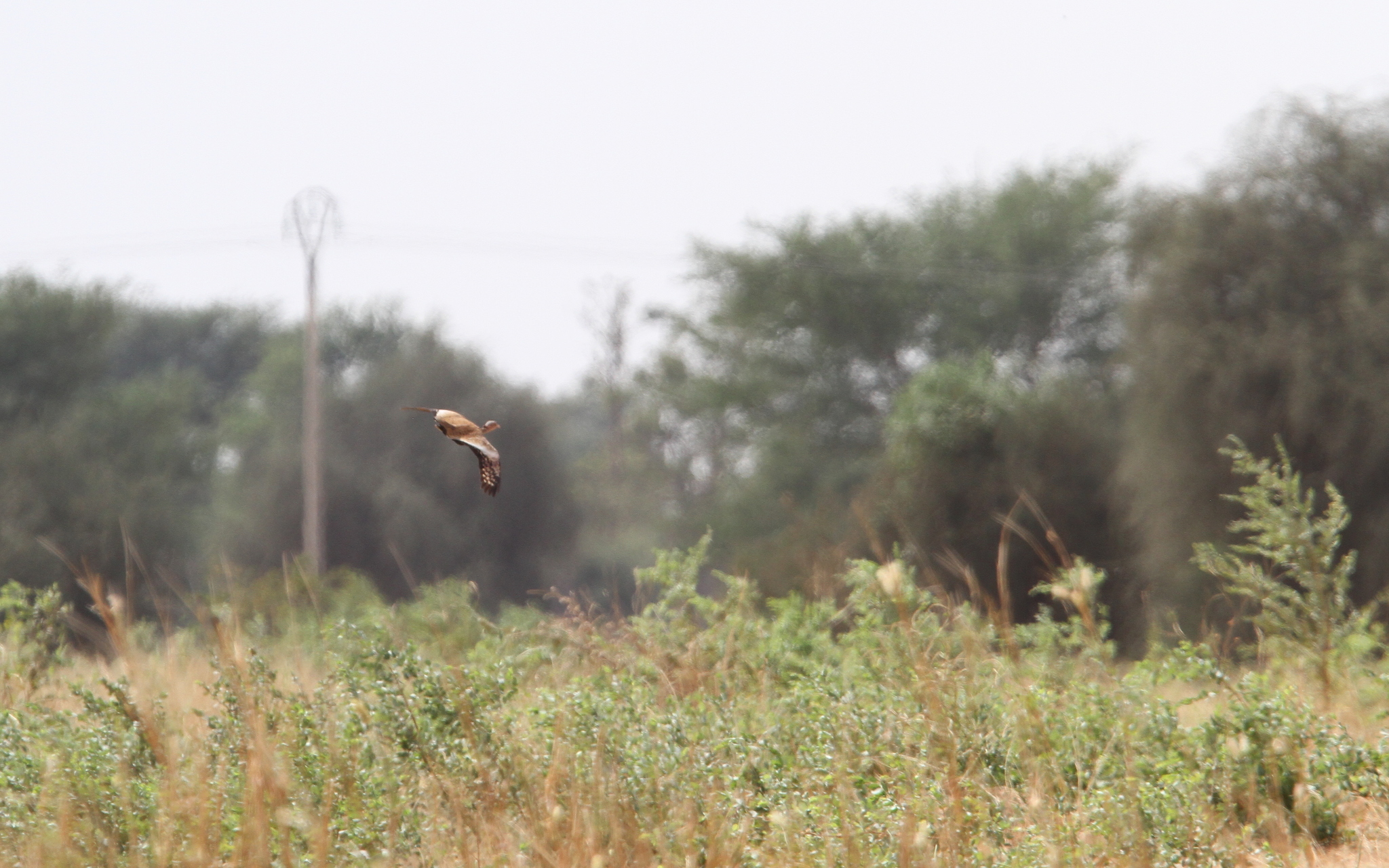 Savile's Bustard (Lophotis savilei), photo 9