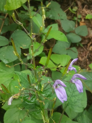 Brillantaisia lamium