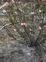 Actinodium cunninghamii