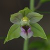 Epipactis helleborine helleborine - Photo (c) carnifex, some rights reserved (CC BY), uploaded by carnifex