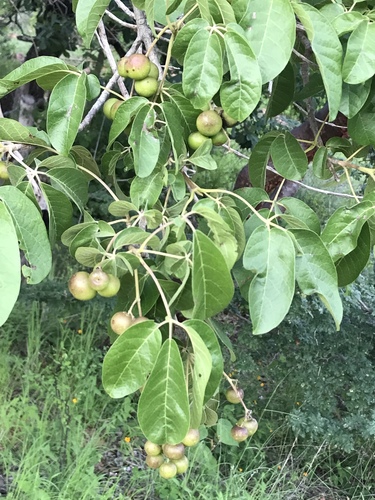 Querenderenicua (Vitex pyramidata)