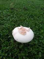 Chlorophyllum molybdites image