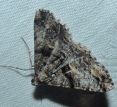 Gastrinodes argoplaca