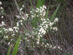 Hakea ferruginea