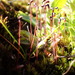 Broadnerved Humpmoss - Photo (c) Stefan Gey, some rights reserved (CC BY-NC), uploaded by Stefan Gey