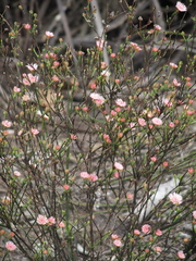 Actinodium cunninghamii