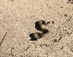 Vipera aspis zinnikeri