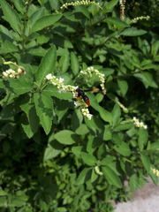 Rhynchium haemorrhoidale
