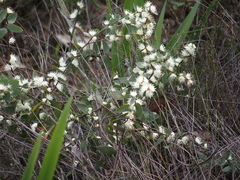 Hakea ferruginea