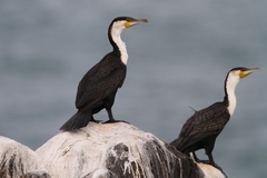 Phalacrocorax carbo lucidus
