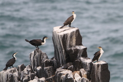 Phalacrocorax carbo lucidus
