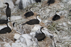 Phalacrocorax carbo lucidus