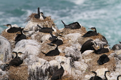 Phalacrocorax carbo lucidus
