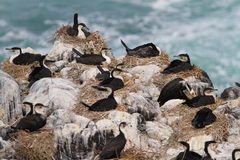 Phalacrocorax carbo lucidus