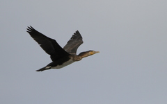 Phalacrocorax carbo lucidus