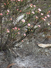 Actinodium cunninghamii