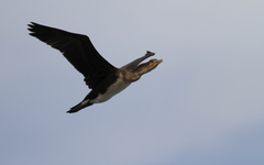 Phalacrocorax carbo lucidus