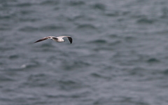 Ichthyaetus audouinii