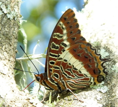 Charaxes brutus