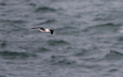 Ichthyaetus audouinii