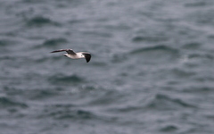 Ichthyaetus audouinii