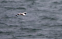 Ichthyaetus audouinii