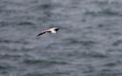 Ichthyaetus audouinii