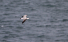 Ichthyaetus audouinii