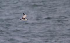 Ichthyaetus audouinii