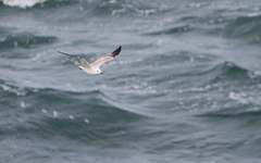 Ichthyaetus audouinii