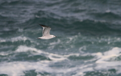 Ichthyaetus audouinii