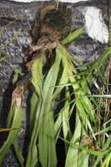 Mycaranthes