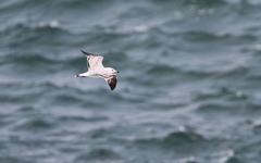 Ichthyaetus audouinii