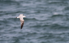 Ichthyaetus audouinii