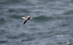 Ichthyaetus audouinii