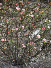 Actinodium cunninghamii