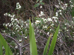 Hakea ferruginea