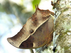 Charaxes varanes varanes