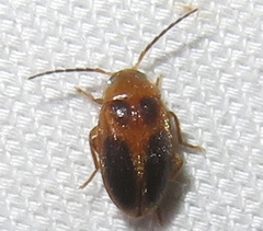 Sacodes pulchella