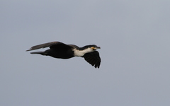 Phalacrocorax carbo lucidus