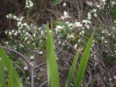 Hakea ferruginea