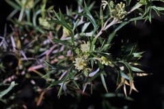 Grevillea triternata
