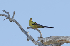 Polytelis anthopeplus