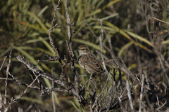 Calamanthus campestris