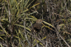Calamanthus campestris