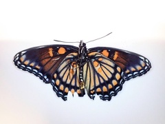 Limenitis arthemis x archippus