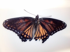 Limenitis arthemis x archippus