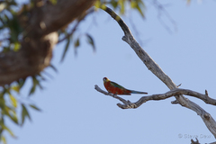 Platycercus icterotis icterotis