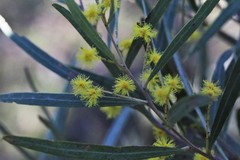 Acacia neriifolia