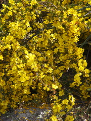 Hibbertia acerosa
